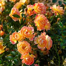 Роза почвопокровная "Биненвайде Фрути" (Bienenweide Fruity), Р9