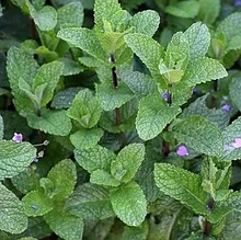 Мята "Строуберри Минт" (Strawberry mint), Р9