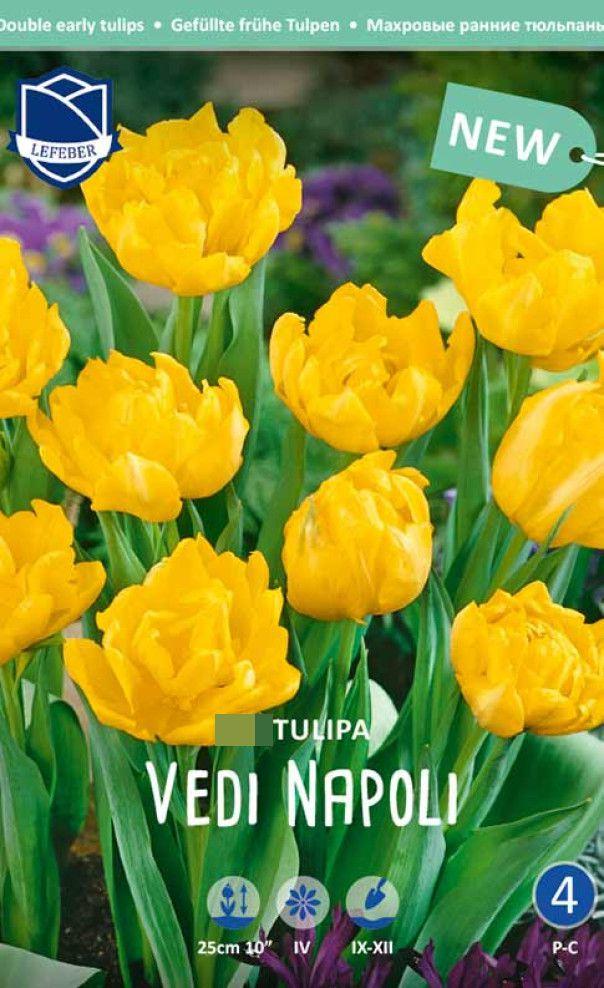 Тюльпан Веди Наполи 1шт МССО