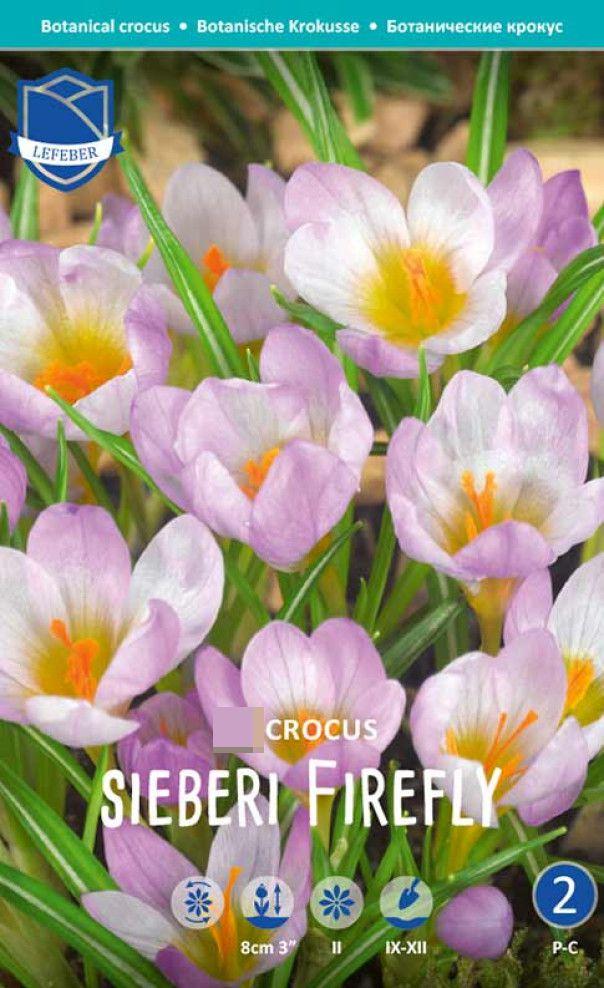 Крокус Зибера Файрфлай 1шт МССО