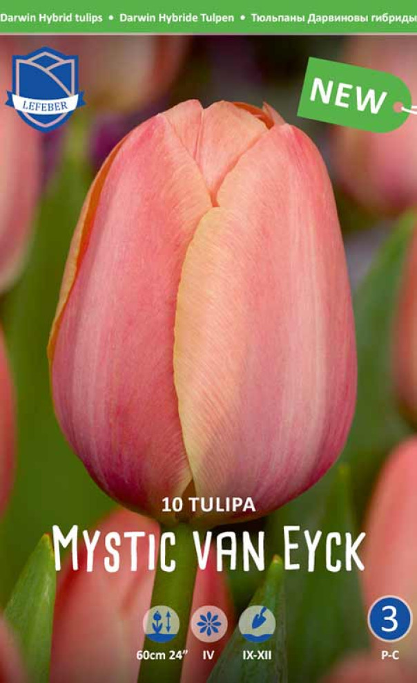 Тюльпан Mиcтик вaн Эйк 1шт МССО