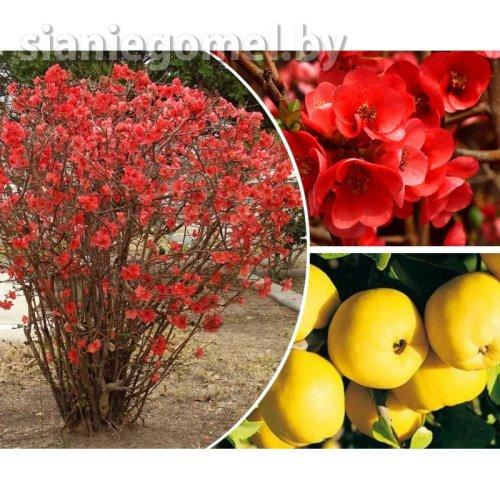 АЙВА ЯПОНСКАЯ (ХЕНОМЕЛЕС)