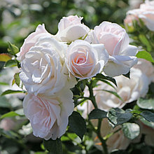 Роза флорибунда "Аспирин роуз" (Aspirin Rоse), Р9