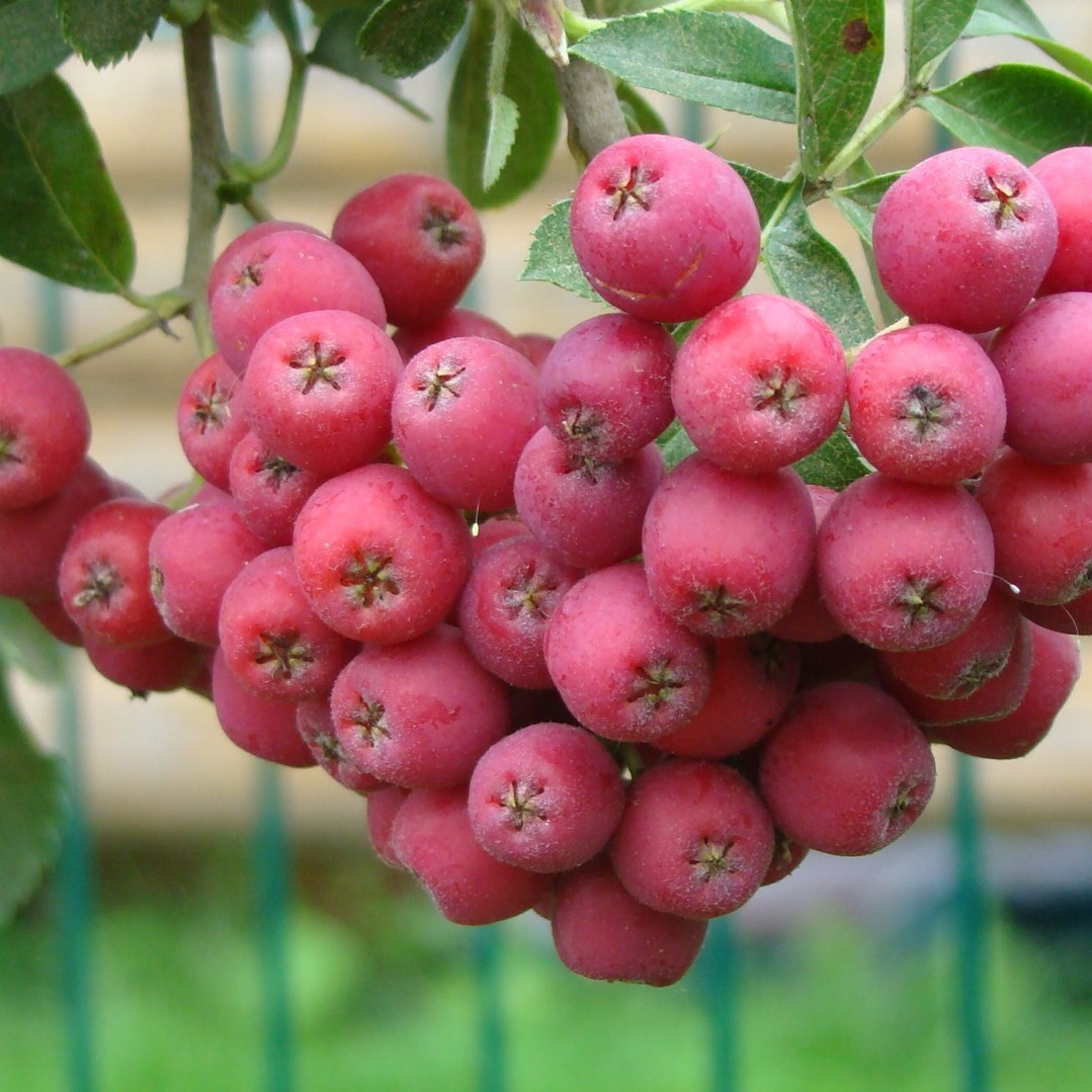 Рябина "Гранатная" (Crataegosorbus Granatnaja), Р9