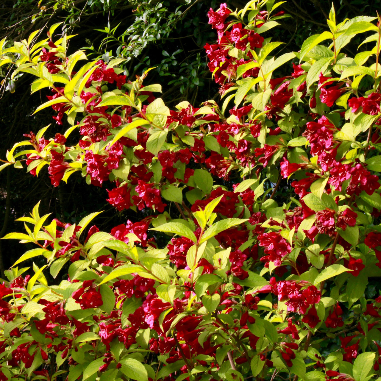 Вейгела цветущая "Олимпиада" (Бриан Рубидор) (Briant Rubidor "Olyimpiade"), Р9