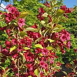 Вейгела цветущая "Олимпиада" (Бриан Рубидор) (Briant Rubidor "Olyimpiade"), Р9, фото 2