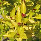 Вейгела цветущая "Олимпиада" (Бриан Рубидор) (Briant Rubidor "Olyimpiade"), Р9, фото 3