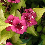Вейгела цветущая "Олимпиада" (Бриан Рубидор) (Briant Rubidor "Olyimpiade"), Р9, фото 4