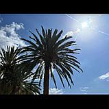 Светофильтр Freewell Galactic Grid для Samsung Galaxy, фото 2