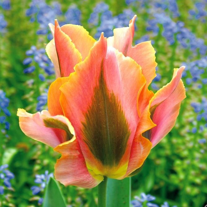 Тюльпан Виридифлора "Артист" (Artist), 1 шт