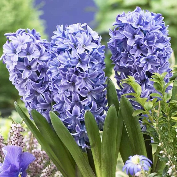 Гиацинт "Блю Стар" (Blue Star), 1 шт