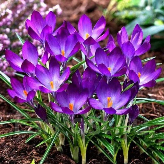 Крокус "Руби Гиант" (Ruby Giant), 7 шт