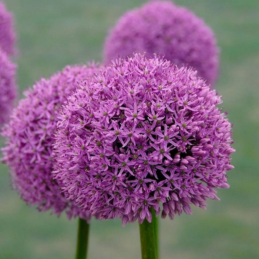 Лук декоративный "Гладиатор" (Gladiator), 1 шт