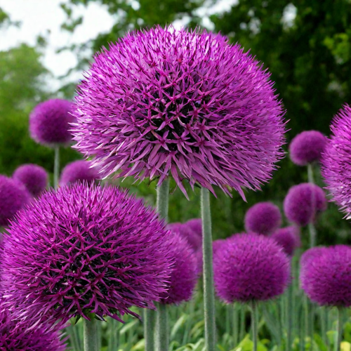 Лук декоративный "Перпл Сенсейшен" (Purple Sensation), 1шт