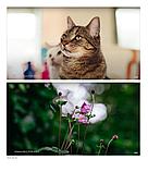 Объектив 7Artisans 50mm F0.95 E-Mount, фото 4