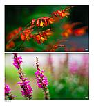 Объектив 7Artisans 50mm F0.95 X-Mount, фото 2