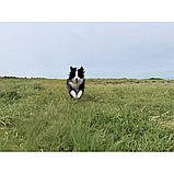 Стабилизатор DJI Osmo Mobile 7, фото 8