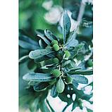 Объектив TTArtisan 50mm F0.95 X-mount, фото 8