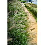 Объектив TTArtisan Tilt 50mm F1.4 RF, фото 6