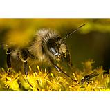 Объектив TTArtisan 40mm F2.8 Macro X-mount, фото 7