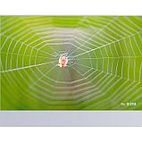 Объектив TTArtisan 40mm F2.8 Macro X-mount, фото 8