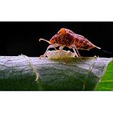 Объектив TTArtisan 40mm F2.8 Macro X-mount, фото 9