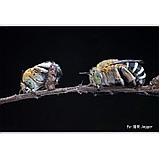 Объектив TTArtisan 40mm F2.8 Macro X-mount, фото 10