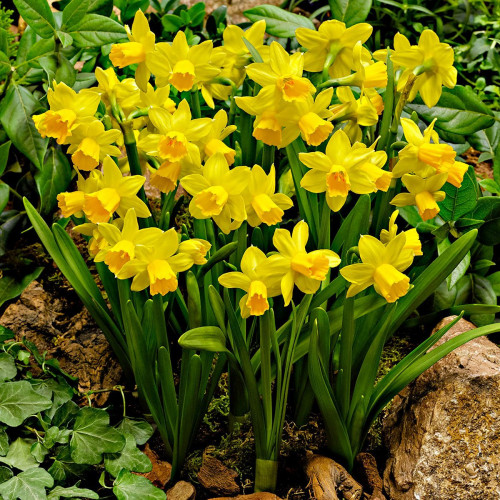 Нарцисс карликовый "Тет-а-тет" (Tete-a-tete), 1 шт