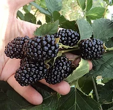 Саженец ежевики сорт "Черная магия"