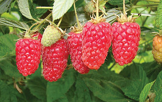 Малина Сапфир