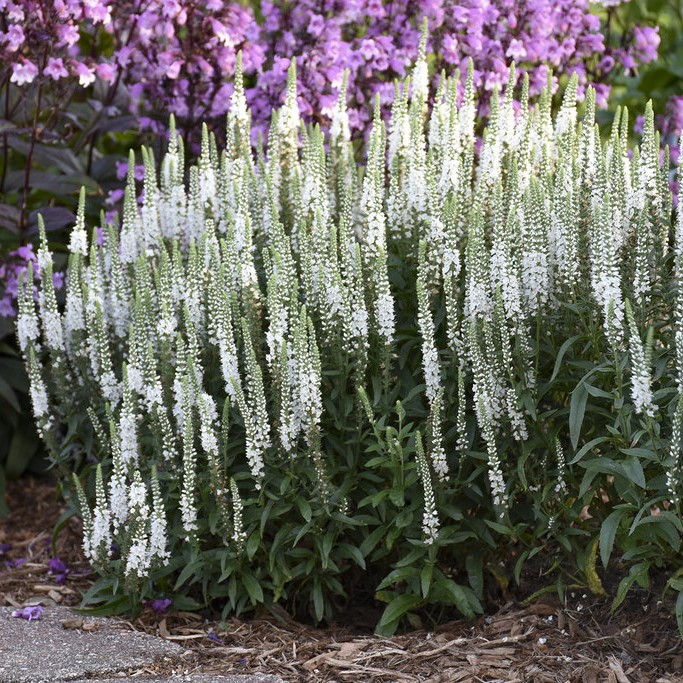 Вероника длиннолистная "Фест Леди", Р9