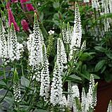 Вероника длиннолистная "Фест Леди", Р9, фото 2