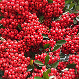 Пираканта "Мохаве" (Mohave), Р9, фото 2