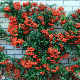 Пираканта "Мохаве" (Mohave), Р9, фото 3