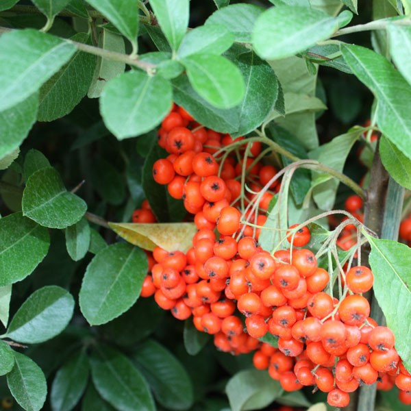 Пираканта "Мохаве" (Mohave), Р9