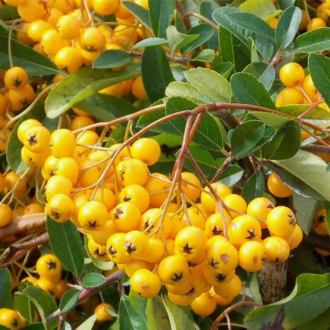 Пираканта "Солейл д'Ор" (Soleil d’Or), Р9