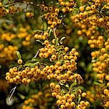 Пираканта "Солейл д'Ор" (Soleil d’Or), Р9, фото 2