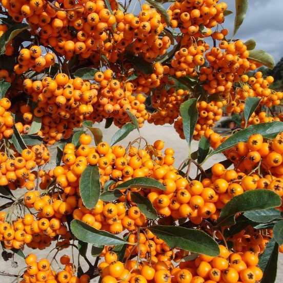 Пираканта "Оранж Чармер" (Orange Charmer), Р9