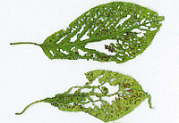 Как бороться с клястероспориозом?