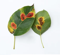 Борьба со ржавчиной на груше