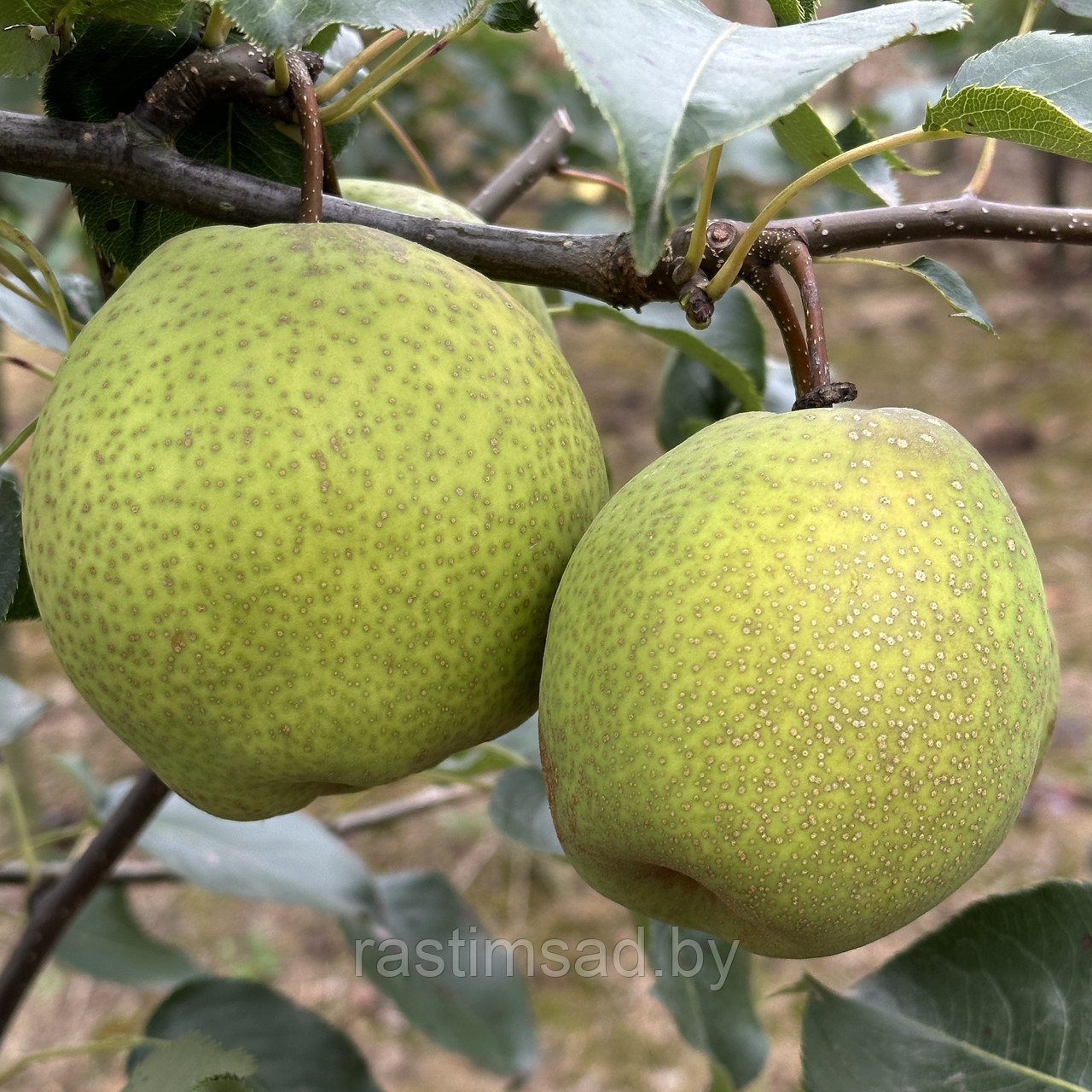 Груша азиатская Олимпик