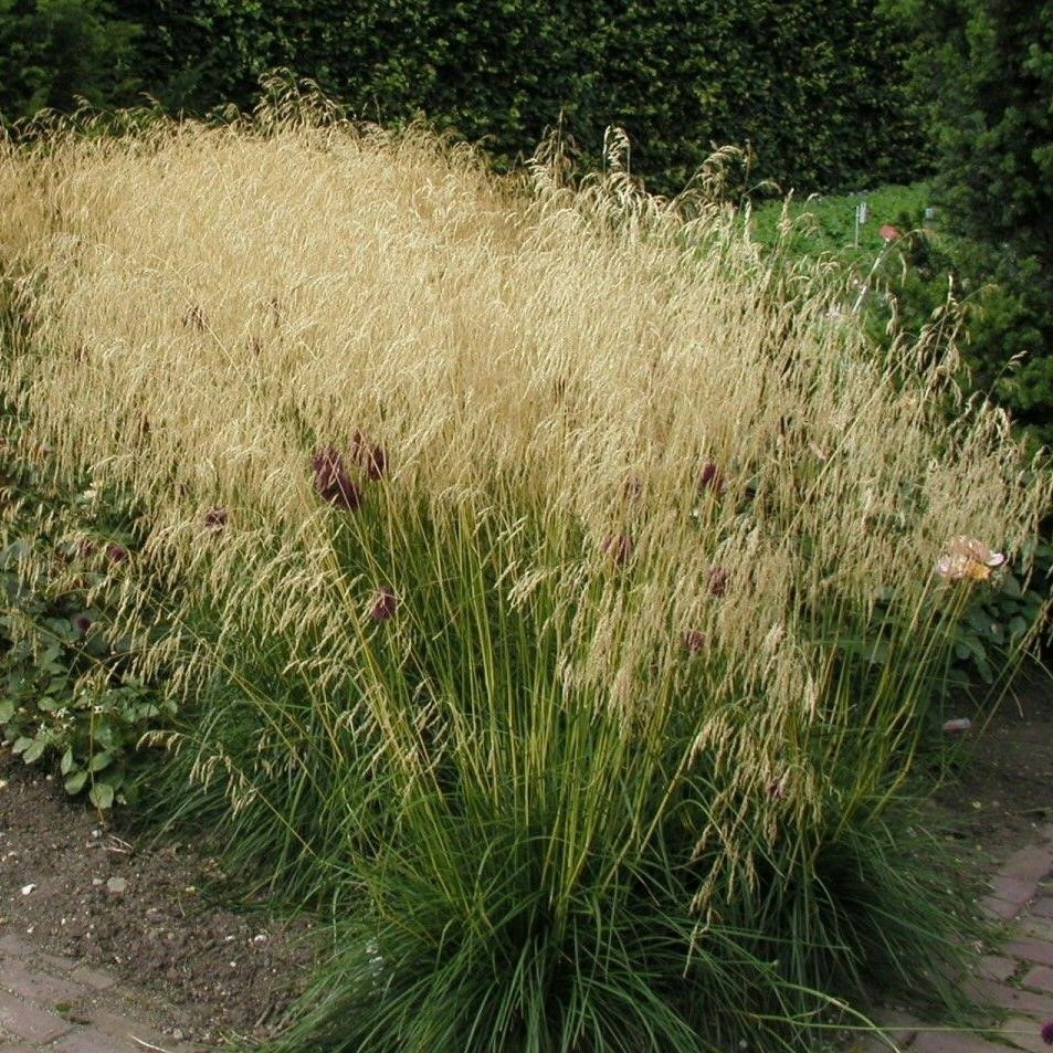 Щучка дернистая (луговик) "Голдшлеер" (Goldschleier), С2