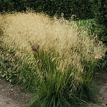 Щучка дернистая (луговик) "Голдшлеер" (Goldschleier), С2