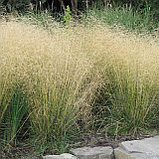 Щучка дернистая (луговик) "Голдшлеер" (Goldschleier), С2, фото 2