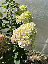 Саженцы деревьев в продаже.