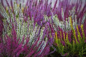 Вереск обыкновенный