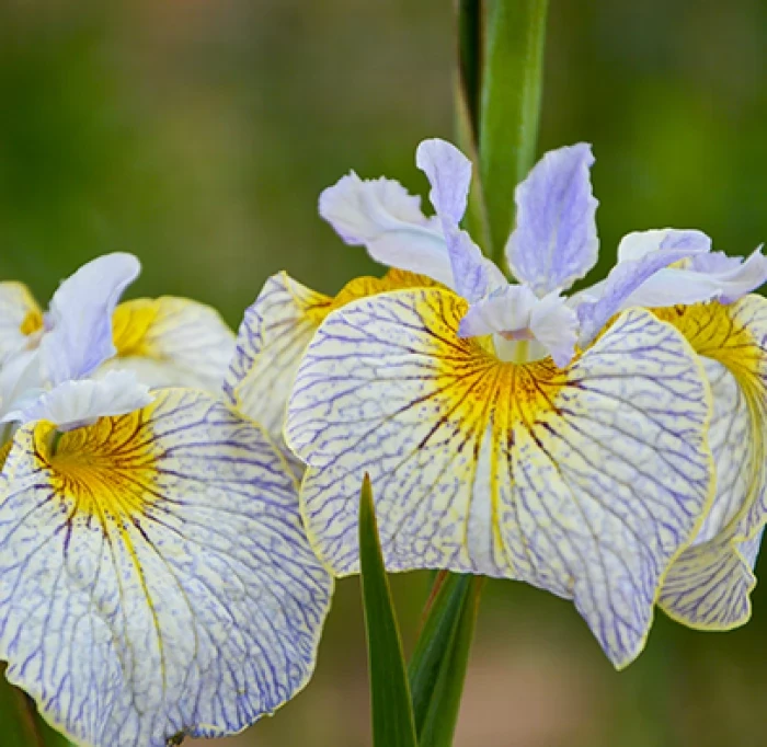 Ирис гибридный Элли Упс