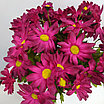 Композиция Хризантемы 33 см, фото 5
