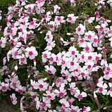 Флокс шиловидный "Эмейзинг Грейс" (Amazing Grace), Р9, фото 2