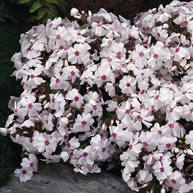 Флокс шиловидный "Эмейзинг Грейс" (Amazing Grace), Р9